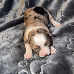 Bindi - Blue merle female Miniature Australian Shepherd puppy in Deming, New Mexico from Rave'n Aussies of New Mexico