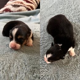 Pembroke Welsh Corgi Puppies from Desert Sunset Pembroke Welsh Corgis