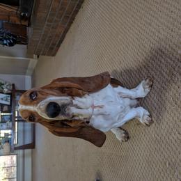 Basset Hounds and Dachshunds from Lindsey Smith