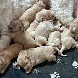 Puppy - Gold female Australian Cobberdog puppy in Scottsdale, Arizona from Mud Pies Australian Cobberdogs