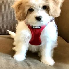 Cavachon, Cavalier King Charles Spaniel, and Cavapoo Puppies from LierChonPoo