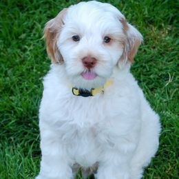 Tofu - Red male Australian Labradoodle puppy in Ferndale, Washington from Whispering Winds Australian Labradoodles