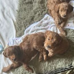 Goldendoodle puppies from Peace, Love, and Puppies at the Creek
