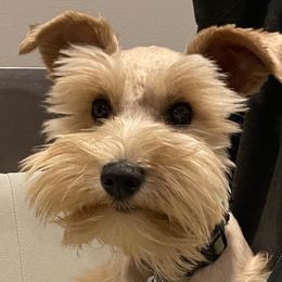 Montana - Miniature Schnauzer