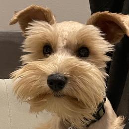 Montana - Miniature Schnauzer