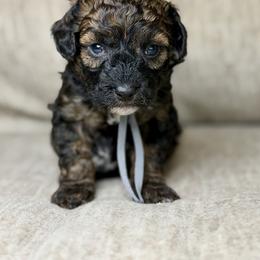 Blackjack - Sable male Bernedoodle puppy in Lamar, Colorado from Jozlyn’s Pups