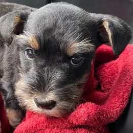 Miniature Schnauzer Puppies from Beyond Blessed Pawz