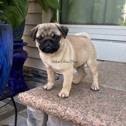 "12 week old male " Pug and Siberian Husky Puppies from Willow Dove Pugs