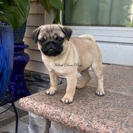 "12 week old male " Pug and Siberian Husky Puppies from Willow Dove Pugs
