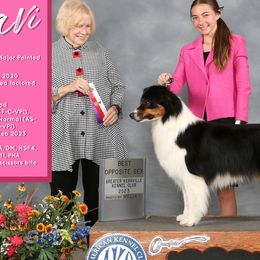 Caviar - Australian Shepherd