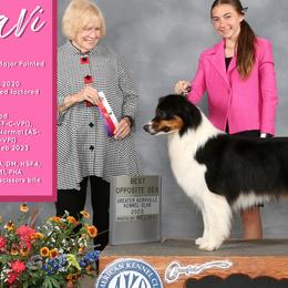 Caviar - Australian Shepherd