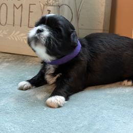 Girl 4 - female Shih Tzu puppy in Zephyrhills, Florida from Tony's Shih Tzus