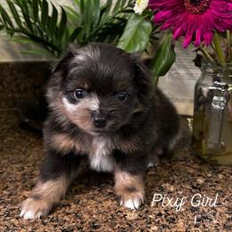 Pixie - Lavender female Pomeranian puppy in Costa Mesa, California from Wheresmil0