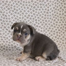 Oakley - Tricolors male French Bulldog puppy in Manchester, Michigan from Small Town Frenchies