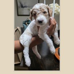 Duke - Parti male Goldendoodle puppy in Richmond, Virginia from Highland Grove Doodles, LLC