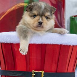 Teddy - Wolf sable male Pomsky puppy in Piedmont, South Carolina from Carolina Pomskies LLC