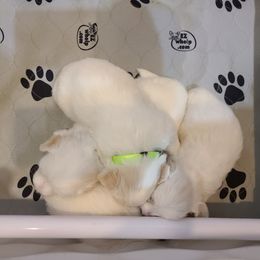 Coton de Tulear Puppies from Classy Cotons