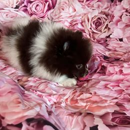 Tootsie - Chocolate parti female Pomeranian puppy in Waterloo, Indiana from Garcias Pomeranian