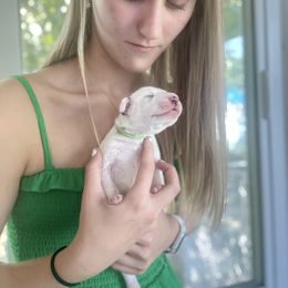 Smokey - White and black Dalmatian puppy in Clinton, Missouri from Dalmatia BnB