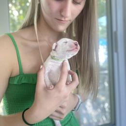 Smokey - White and black Dalmatian puppy in Clinton, Missouri from Dalmatia BnB