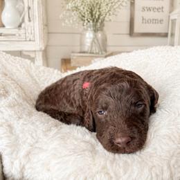 Red collar - Chocolate male Goldendoodle puppy in Christiana, Tennessee from Rechlicz Family Doodles