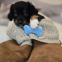 James Dean - Tri-color male Double Doodle puppy in Prescott Valley, Arizona from Ramirez Family Doodles