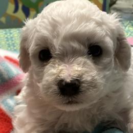 Puppy - White male Bichon Frise puppy in Greenville, South Carolina from Almaza Bichons