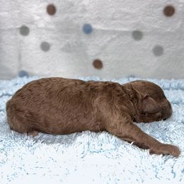 Beau - Red  male Poodle puppy in Columbus, Mississippi from Rocky Road Kennel