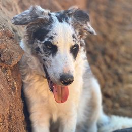 Blaze - Border Collie