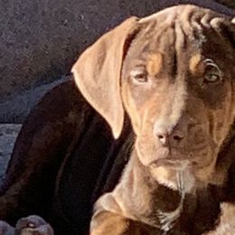 Catahoula Leopard Dogs and Miniature Australian Shepherds from Lava Run Kennels