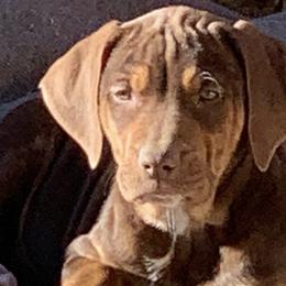 Catahoula Leopard Dogs and Miniature Australian Shepherds from Lava Run Kennels