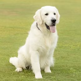 River - Golden Retriever