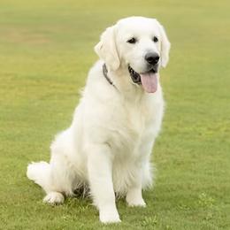 River - Golden Retriever