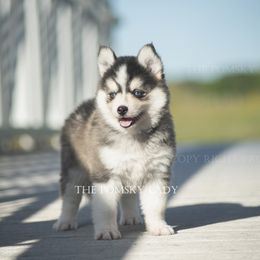 Pomsky Puppies from Pomsky Lady