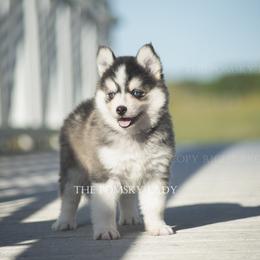 Pomsky Puppies from Pomsky Lady