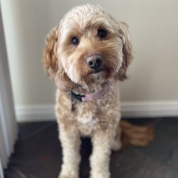 Ruby - Goldendoodle