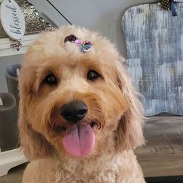 Faith - Goldendoodle