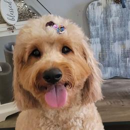 Faith - Goldendoodle