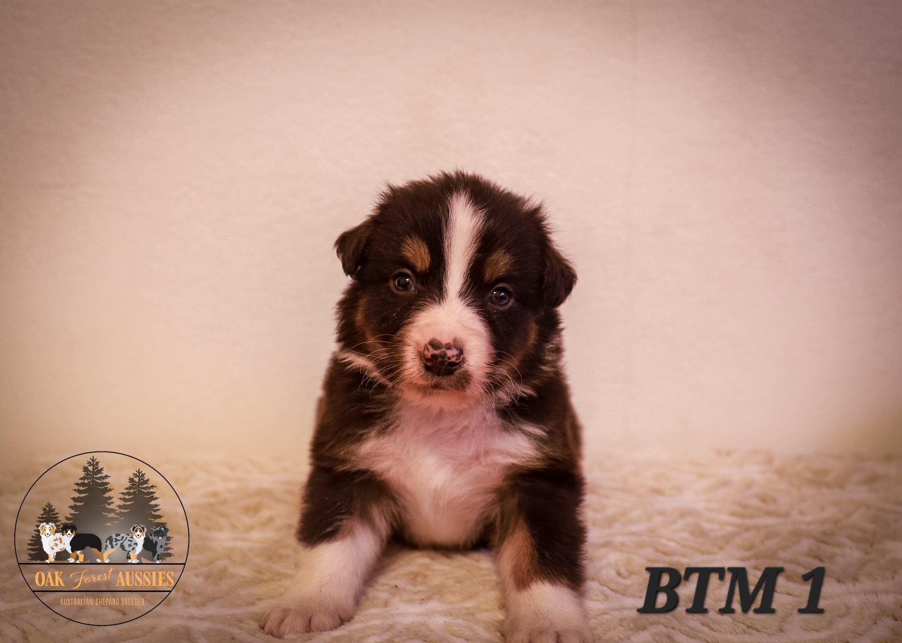 Shadow - Black Australian Shepherd puppy in Stillwater, Oklahoma from Oak Forest Aussies