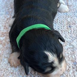Harvest - Black and white male Bernedoodle puppy in Sugarcreek, Ohio from Angel Valley Berners