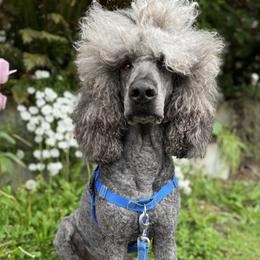 Groot - Poodle