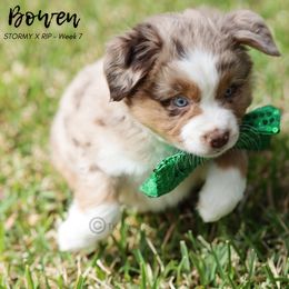Australian Shepherd, Miniature American Shepherd, Miniature Australian Shepherd, and Toy Australian Shepherd Puppies from TK Standard, Mini, & Toy Aussies