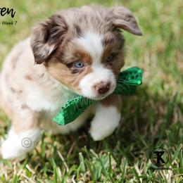 Australian Shepherd, Miniature American Shepherd, Miniature Australian Shepherd, and Toy Australian Shepherd Puppies from TK Standard, Mini, & Toy Aussies