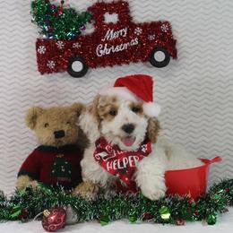 Potluck - Parti male Goldendoodle puppy in Pendleton, Oregon from Blushing Doodles