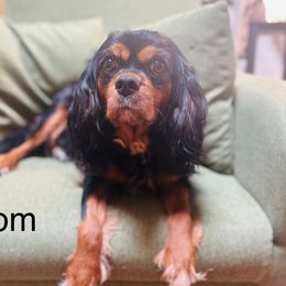 Gracie - Cavalier King Charles Spaniel