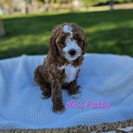 Cavapoo Puppies from North Ranch Doodles