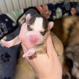 Girl 2 - Red and white female Pomsky puppy in Centerville, Iowa from LJ Kennels Pomskies, LLC