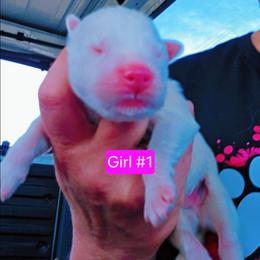 Tiny (pink) - White female Siberian Husky puppy in Quincy, Illinois from Boden Breeding