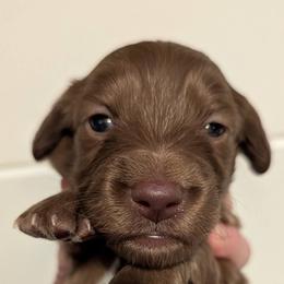 Twix - Chocolate male Dachshund puppy in Unadilla, Georgia from The Hamsley Kennels of South Georgia