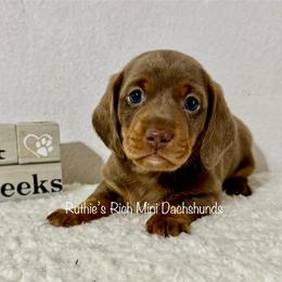 Boy 1 - Chocolate and tan male Dachshund puppy in Lakeland, Florida from Ruthie’s Rich Mini Dachshunds